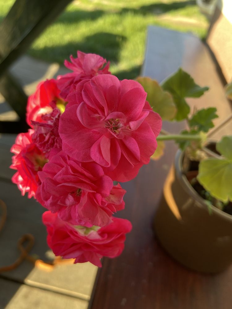 Pelargonia angielska