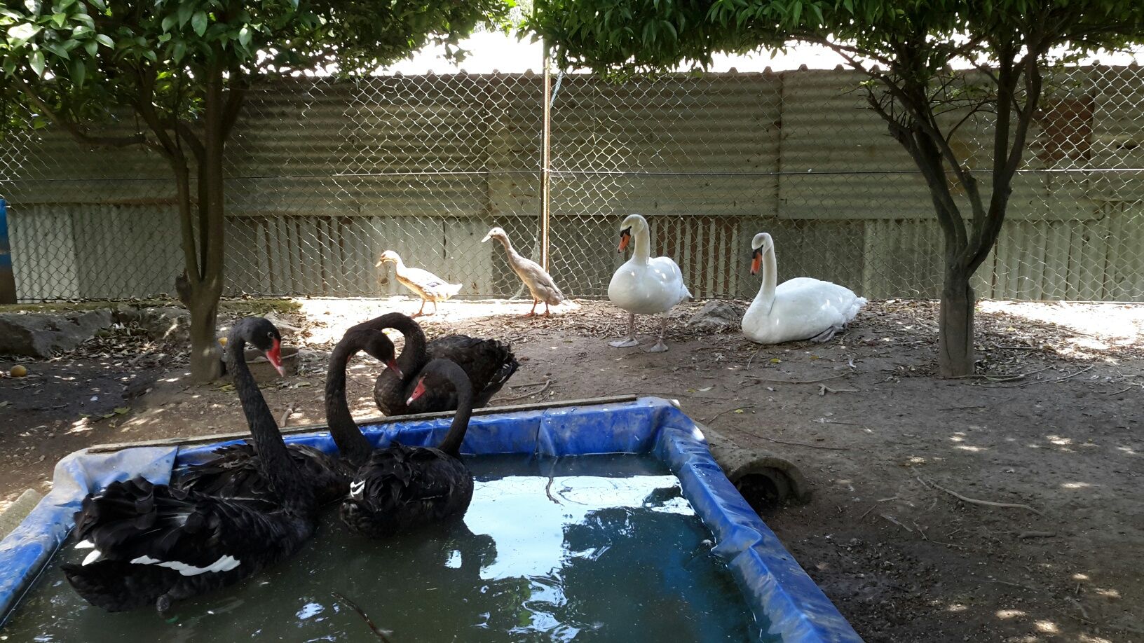 Pato *Mandarim*Carolino* variedades*