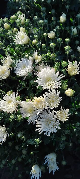 Хризантема мультифлора маточні