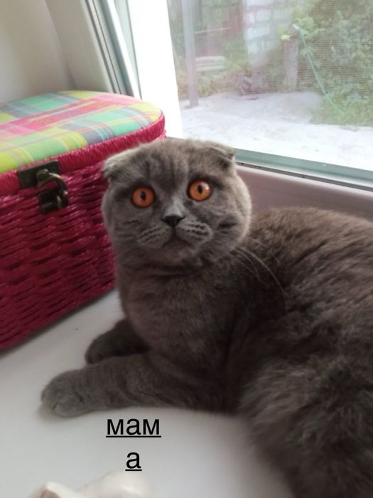 Кошенятко хлопчик