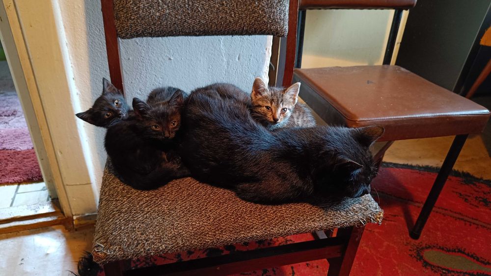 Kotki i koty z Kota adopcja