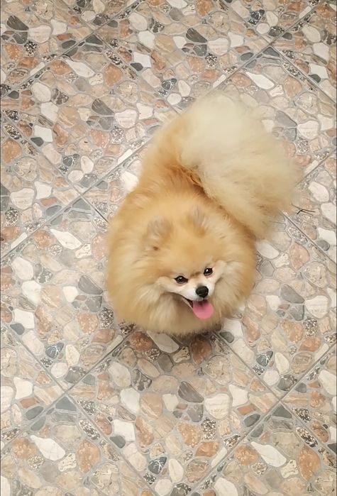 Девочка померанский той шпиц 6 месяцев.