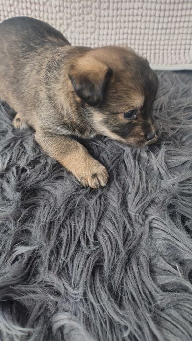 Oddam pieski w dobre ręce