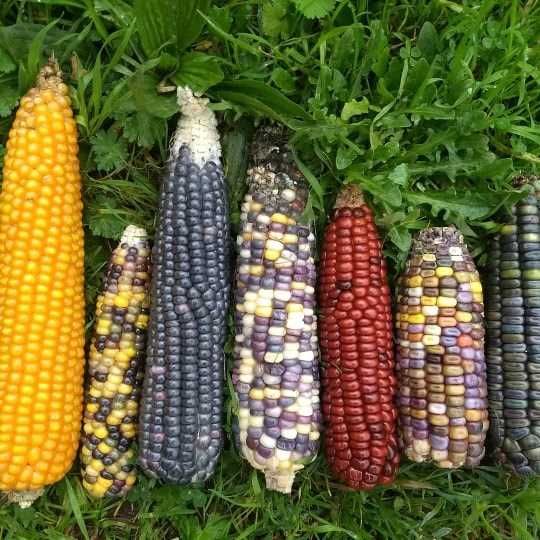 Milho Pérola - O MAIS COLORIDO Adaptado ao nosso clima