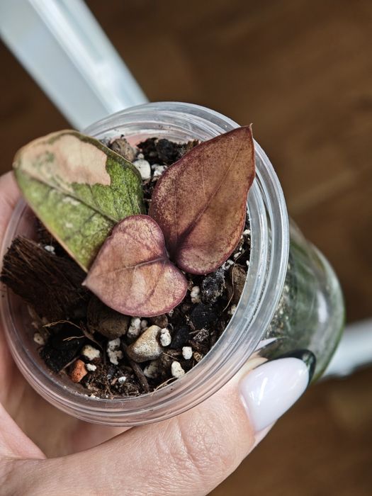 Zamioculcas Raven Multicolor