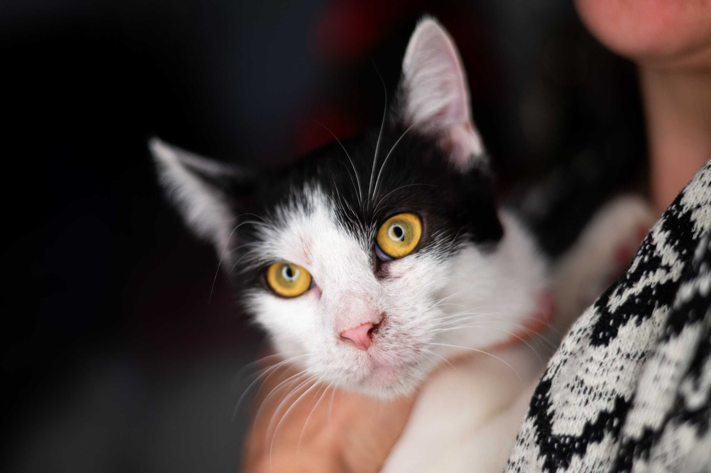 Śliczna LAWENDA czeka na adopcję