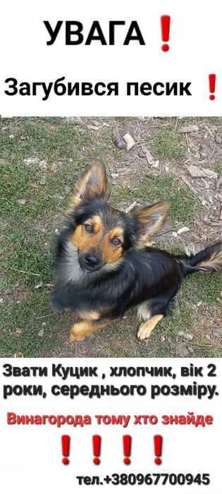 Загубився песик !