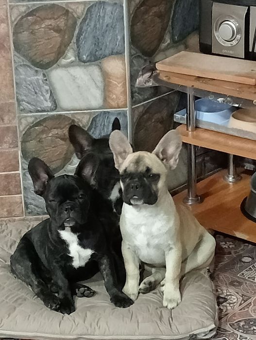 Сестрички француженкі