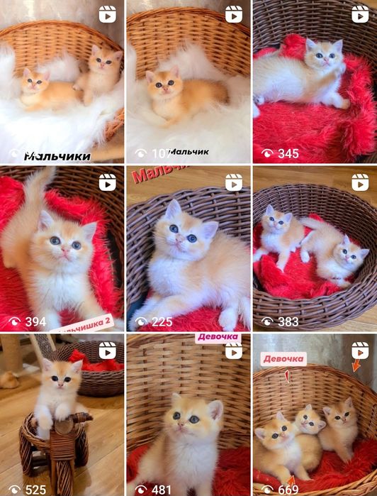 Шотландские золотые шиншиллята