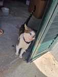 GATO ADULTO - Adoção Muito Urgente