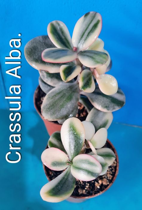 Редкие сорта крассул, денежных деревьев, толстянок.