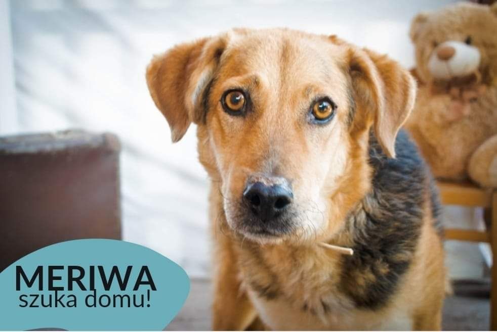 OTOZ TCZEW - MERIWA - szuka domu!