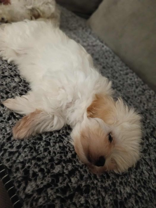 Urocza suczka maltipoo gotowa do odbioru