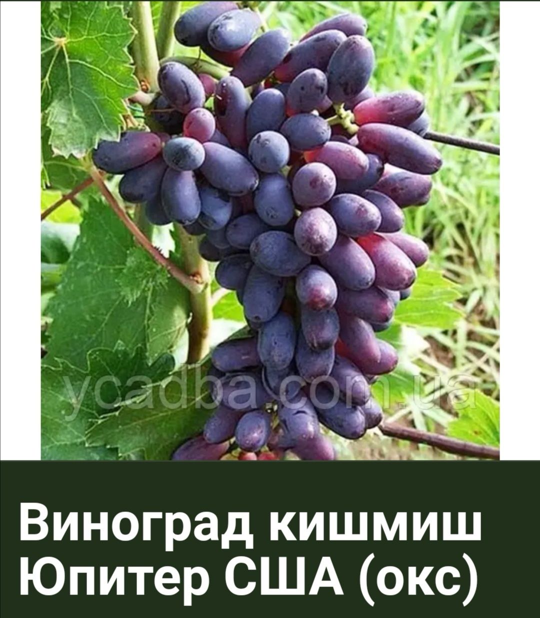 Продам садженці смачних  сортів винограду.