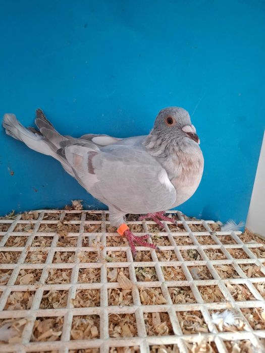 Gołąb pocztowy--REDUCED