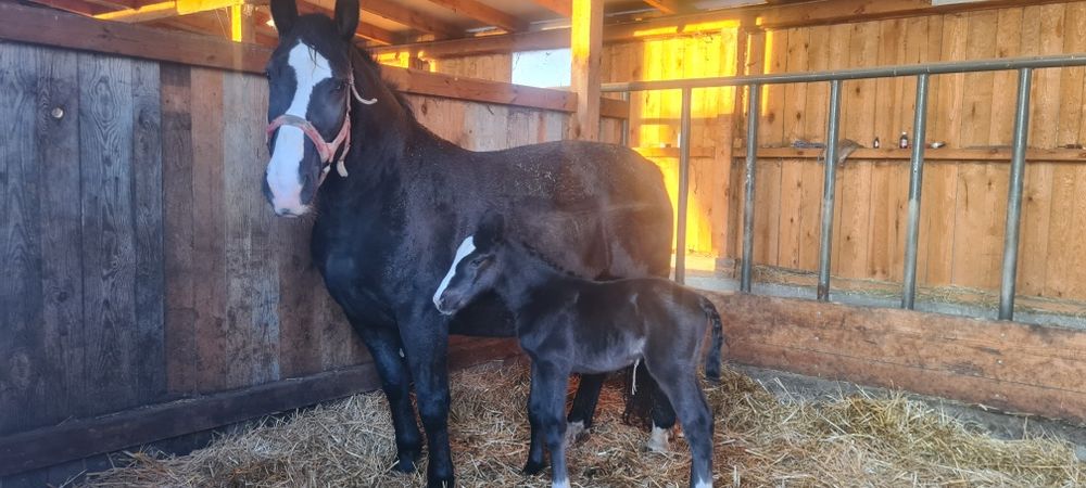 Klacze Śląskie         .