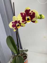 Орхідеї Phalaenopsis