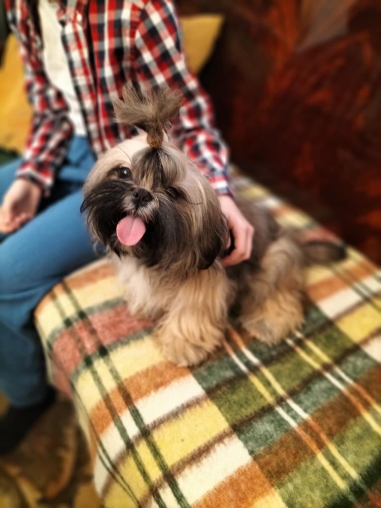 Piesek shih tzu zdrowy z domowej hodowli zdrowy odchowany  3  szczepie