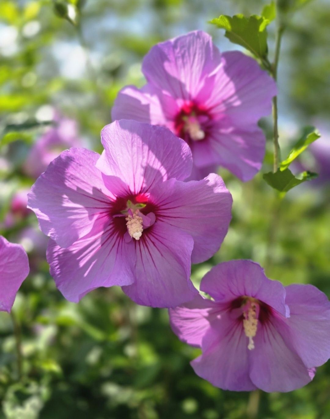 Hibiskus ogrodowy w doniczkach