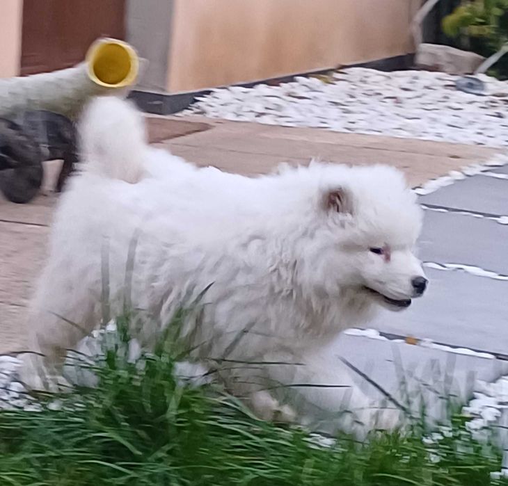 Samoyed   suczka