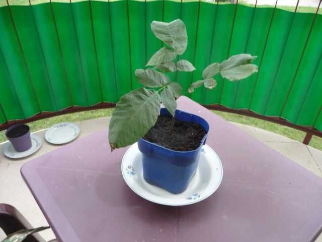 sadzonka orzecha włoskiego w doniczce