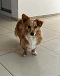 Piesek do Adopcji