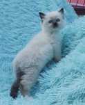 Ragdoll kotka seal point