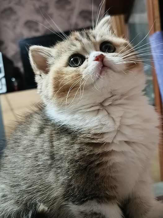 Котята шотландские