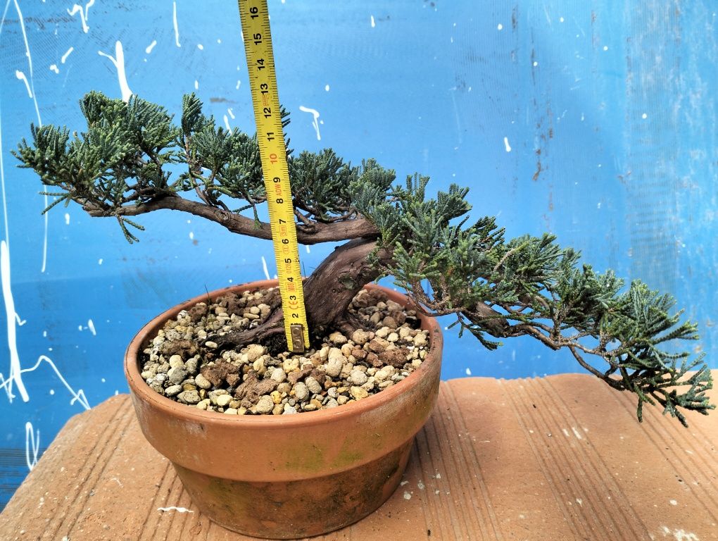 Bonsai juniperos Blue horizontalis