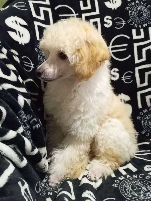Пудель - біленький хлопчик