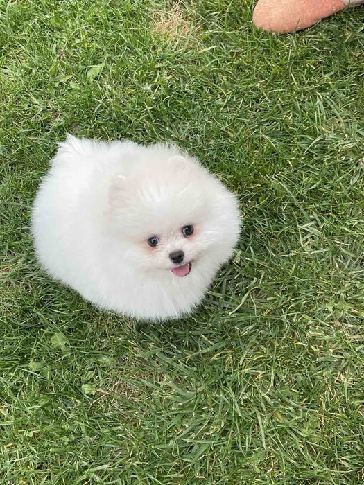 Померанський Шпіц чистокровні, батьки КСУ.В описі вся інформація