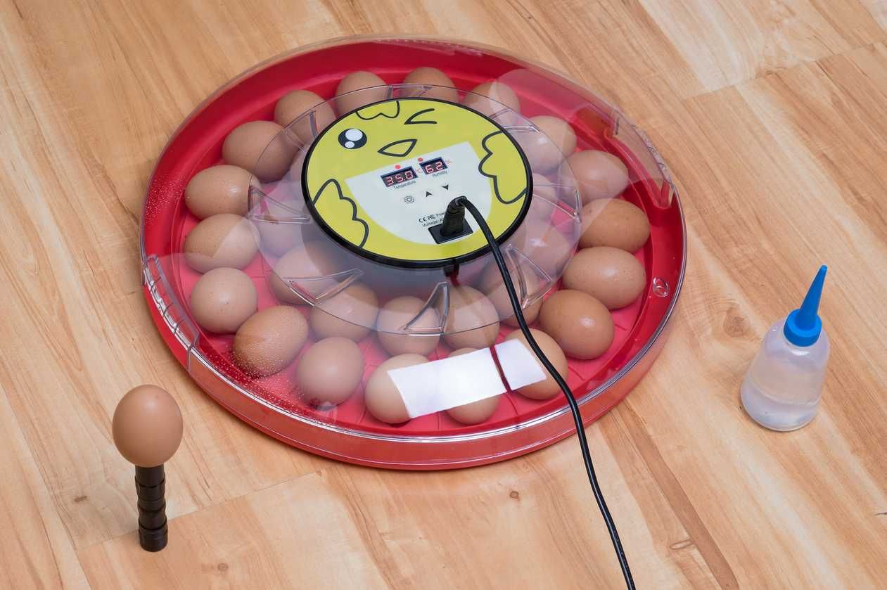 Inkubator na 30 jaj (klujnik wylęgarka)
