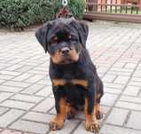 Rottweiler ZKwP/FCI