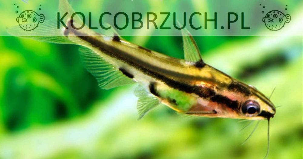 Kosatka karłowata - Sum ozdobny - Pelteobagrus ornatus - dowóz