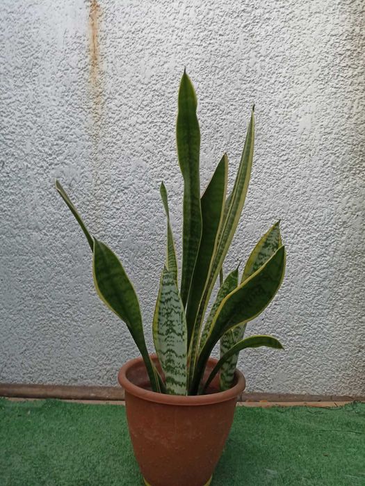 сансевиерия  обмен