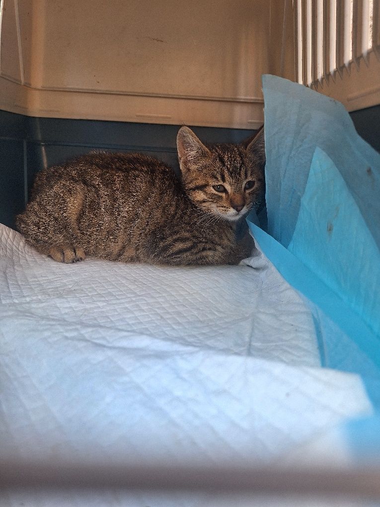 Kotka do adopcji