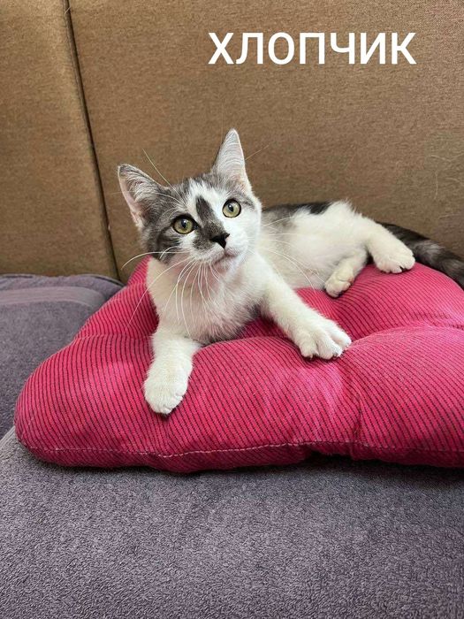 Кошенята. Дівчинка і хлопчик. Вік 3 місяці.