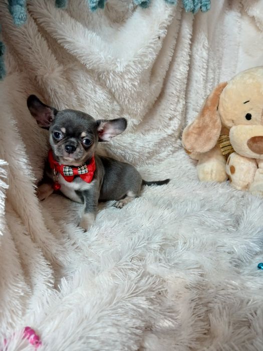 Chihuahua Macho Mini Criadora Registada PT 3088 FL