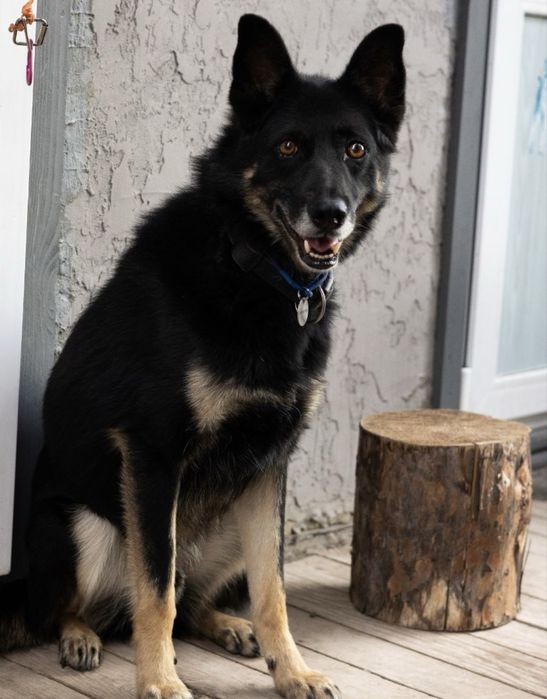 Собака хлопчик чорна собака