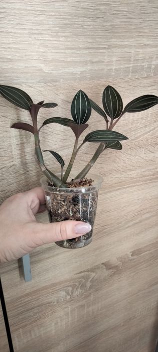 Дорогоцінна орхідея людізія