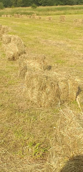 Sprzedam siano w kostkach i słomę