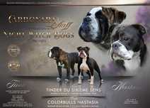 Buldog Kontynentalny, continental bulldog zapowiedź wyjątkowego miotu