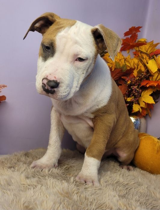 Rodzinny piesek Amstaff!