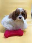 Suczka Cavalier King Charles Spaniel BLENHEIM