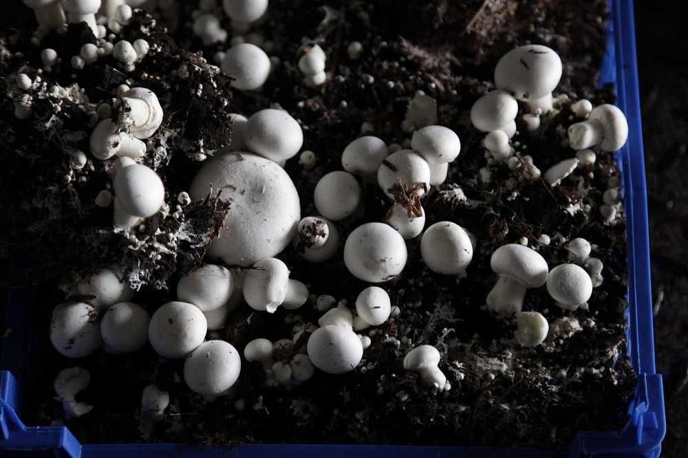 Мицелий (зерновая грибница) шампиньонов - высокая всхожесть грибов