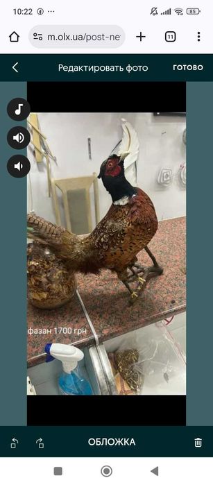 олень, баран,козел з рогами на стіну