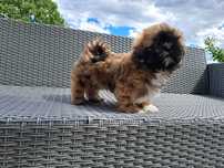 Shih tzu   piesek