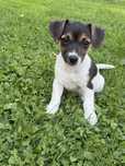 Jack russel terrier