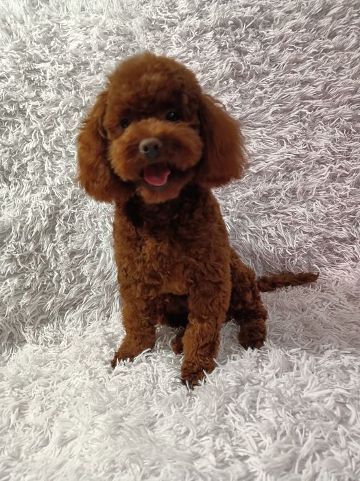 Pudel Toy chłopczyk chiński