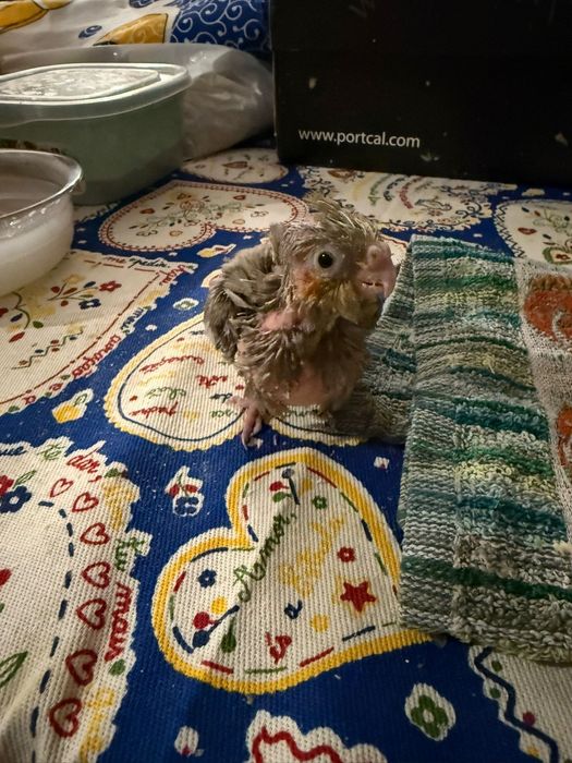 Vendo caturras para criar a mão